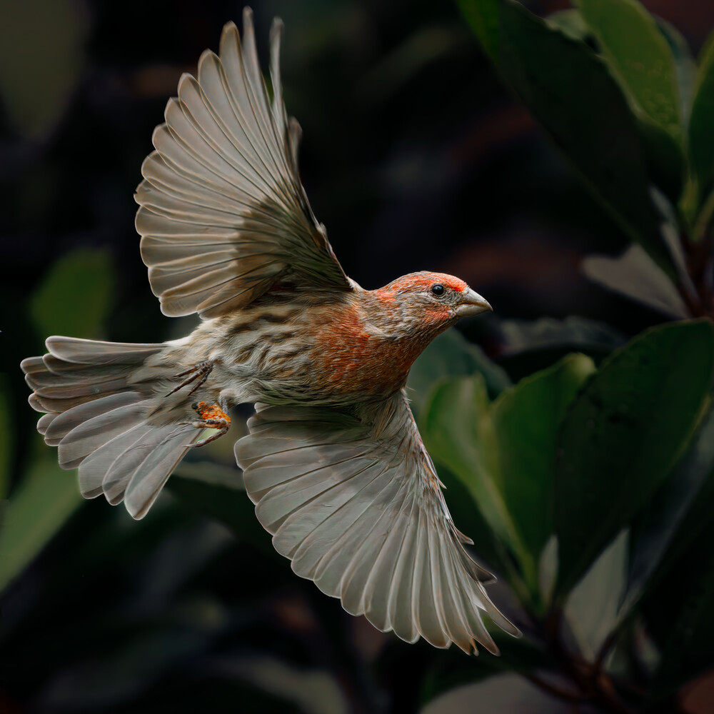 European robin in flight with wings spread, showing rust-orange breast against blurred green foliage background