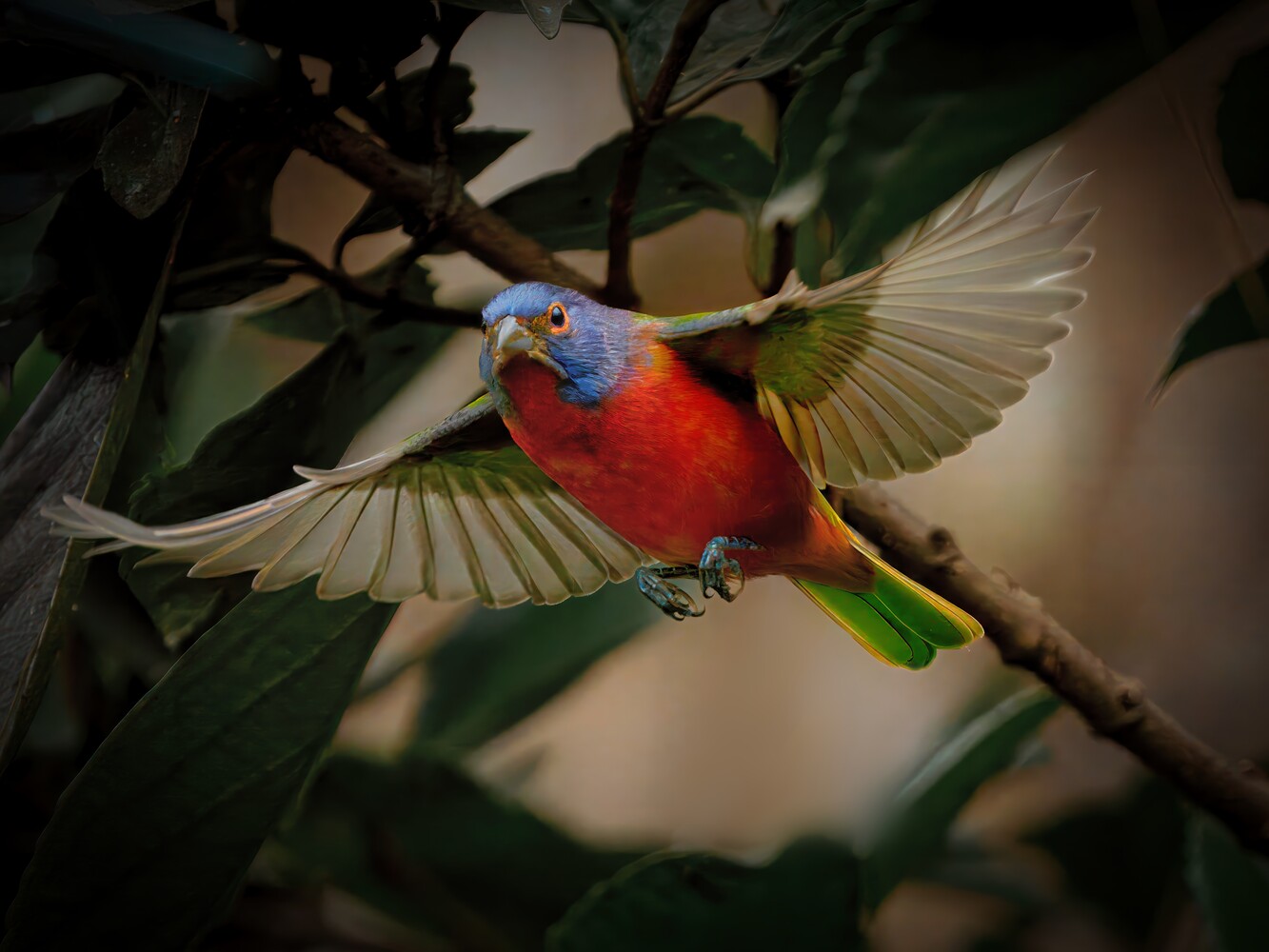 Rainbow lorikeet in flight with wings spread, perched on a branch