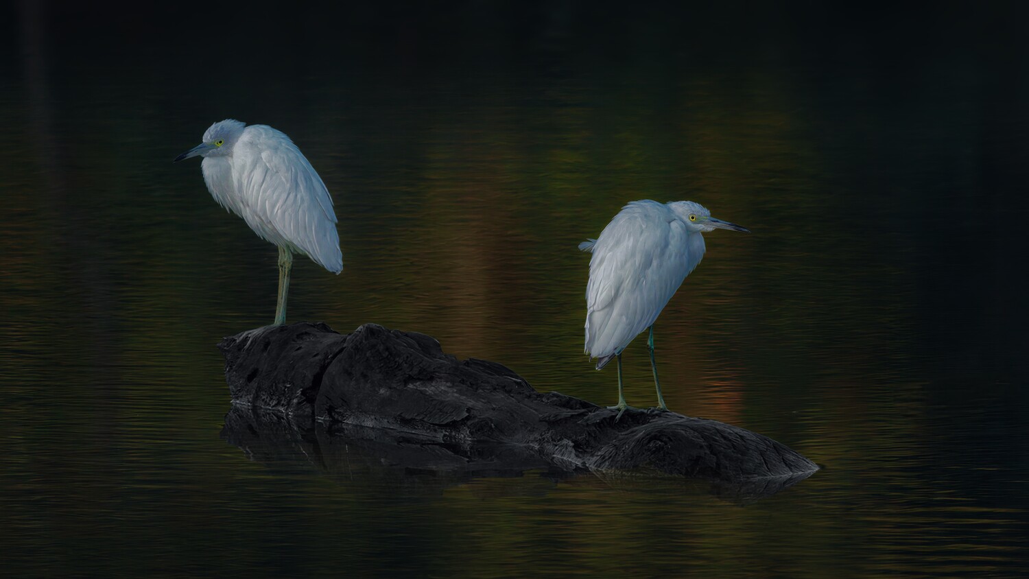 Two white egrets perched on a dark, weathered log in dark water