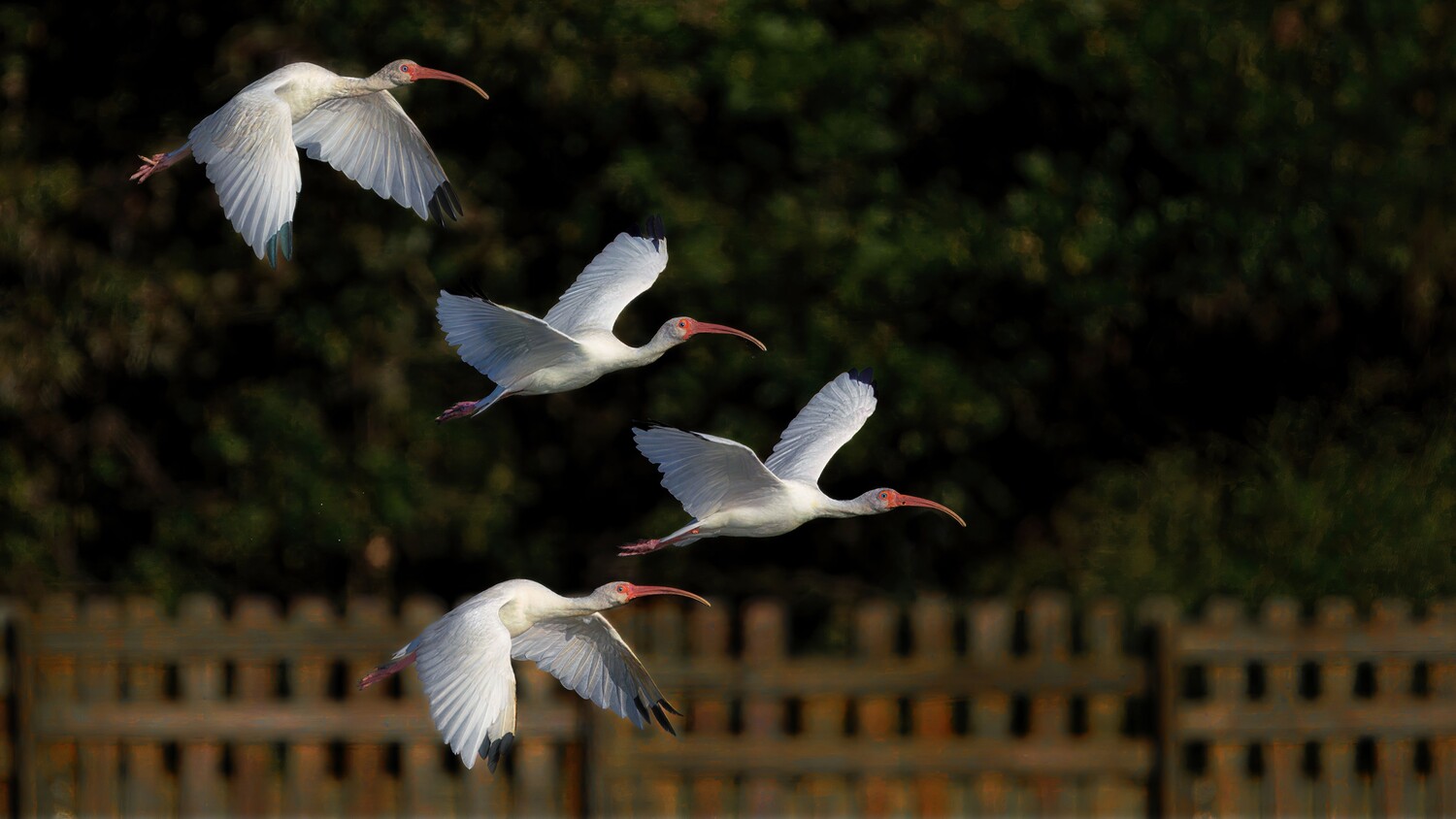 Four white ibises with curved red bills flying in a staggered diagonal past a wooden fence and dark green foliage