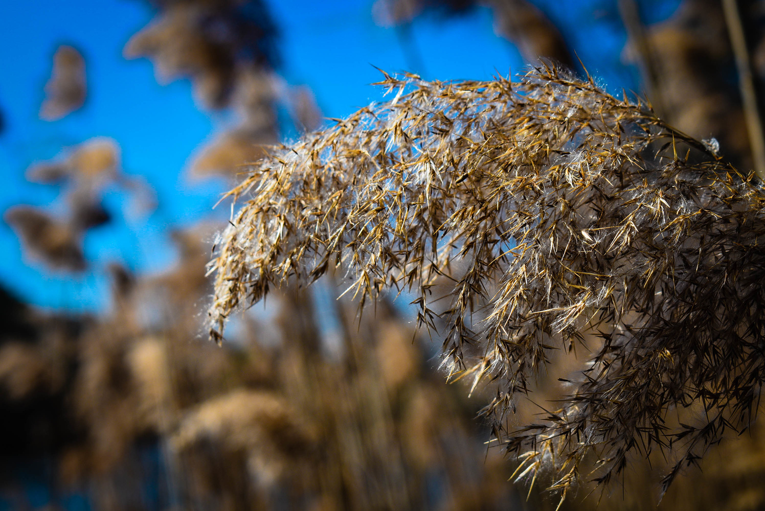 View In the Wind by Chris Chaffin