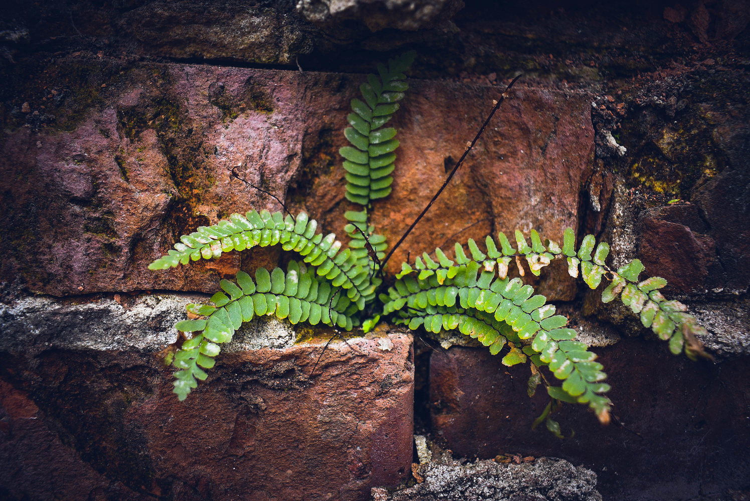 View Nature Always Wins by Chris Chaffin
