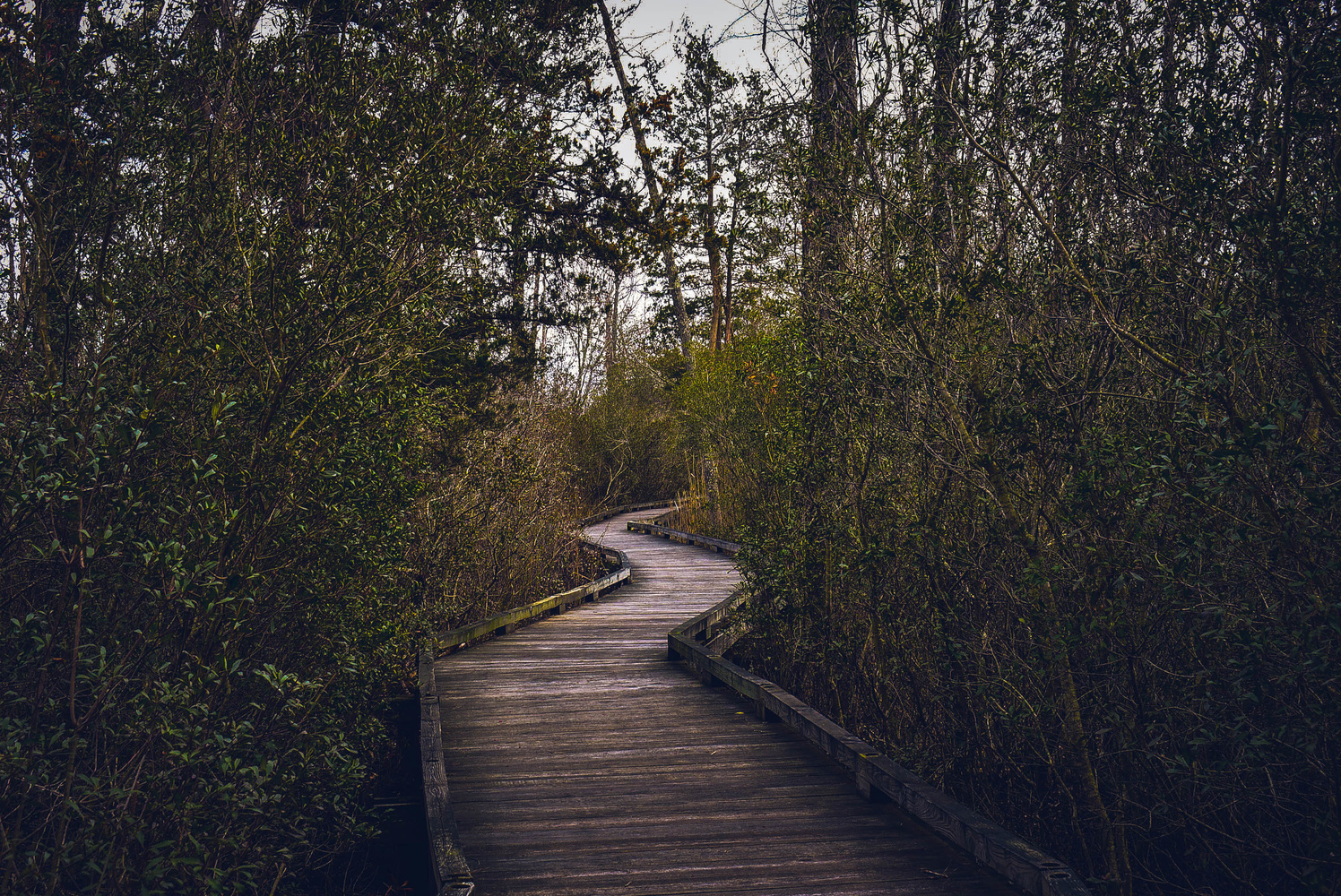 View The Boardwalk Through Nature by Chris Chaffin