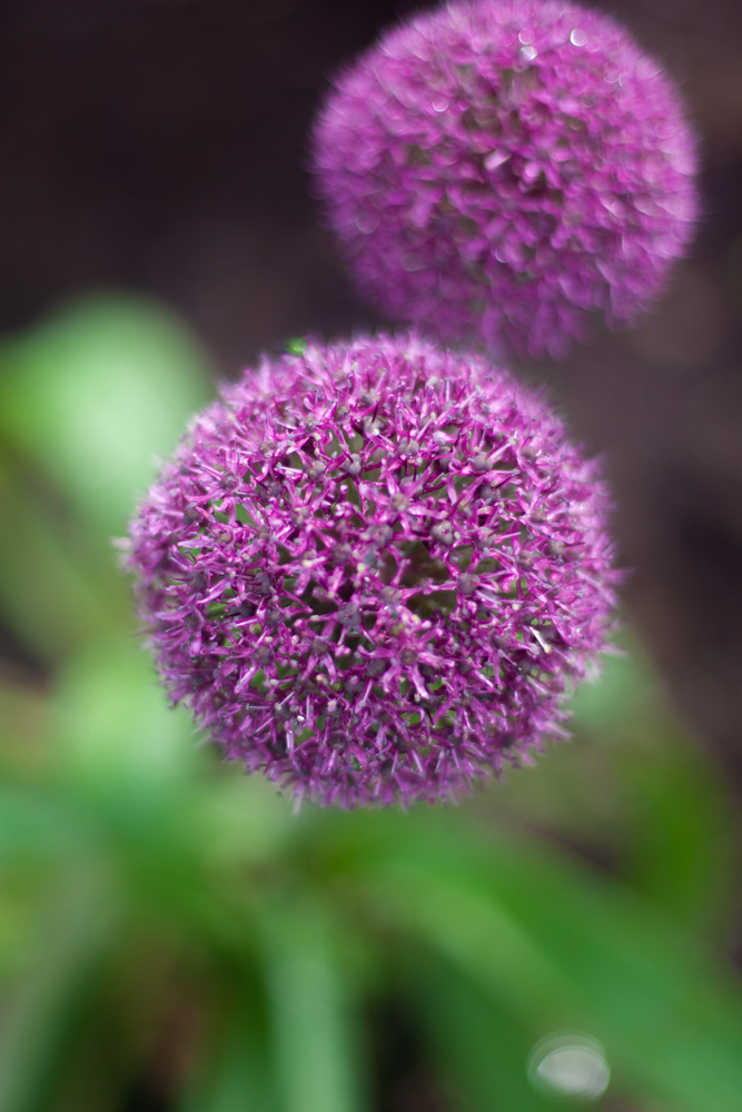 View Flowers by Grant Powers
