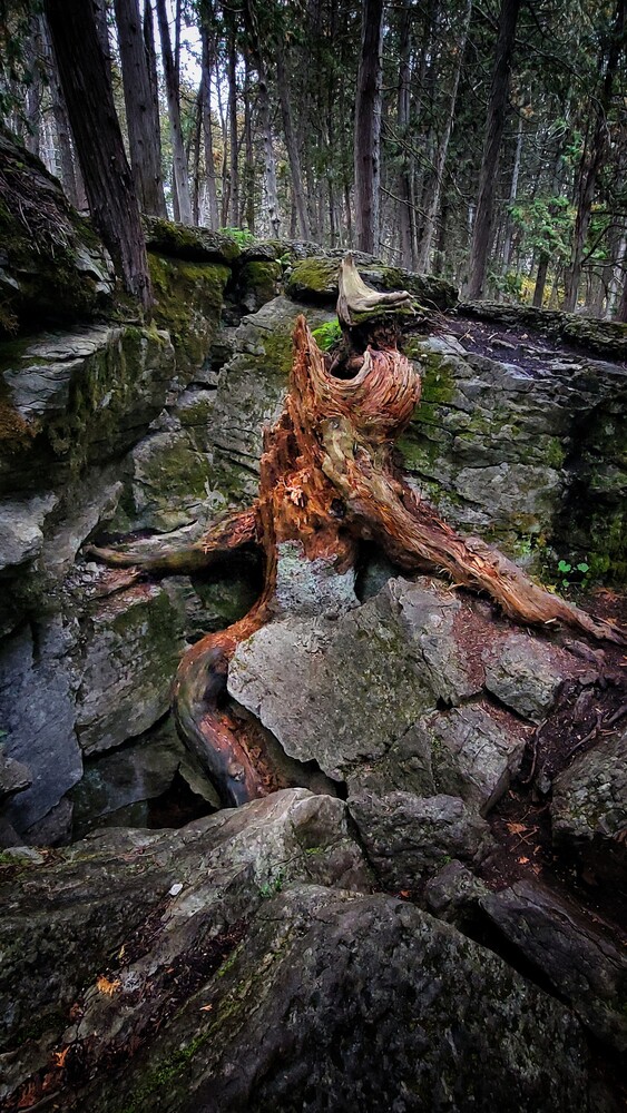 Gnarled tree root system spanning across moss-covered boulders in a dense forest