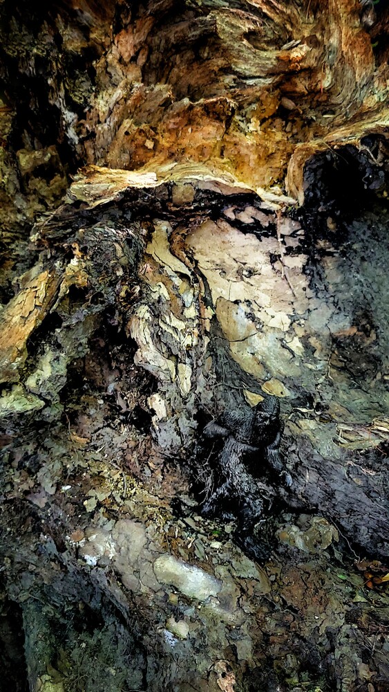 Close-up of weathered tree bark with varied textures, lichen, and natural decay patterns
