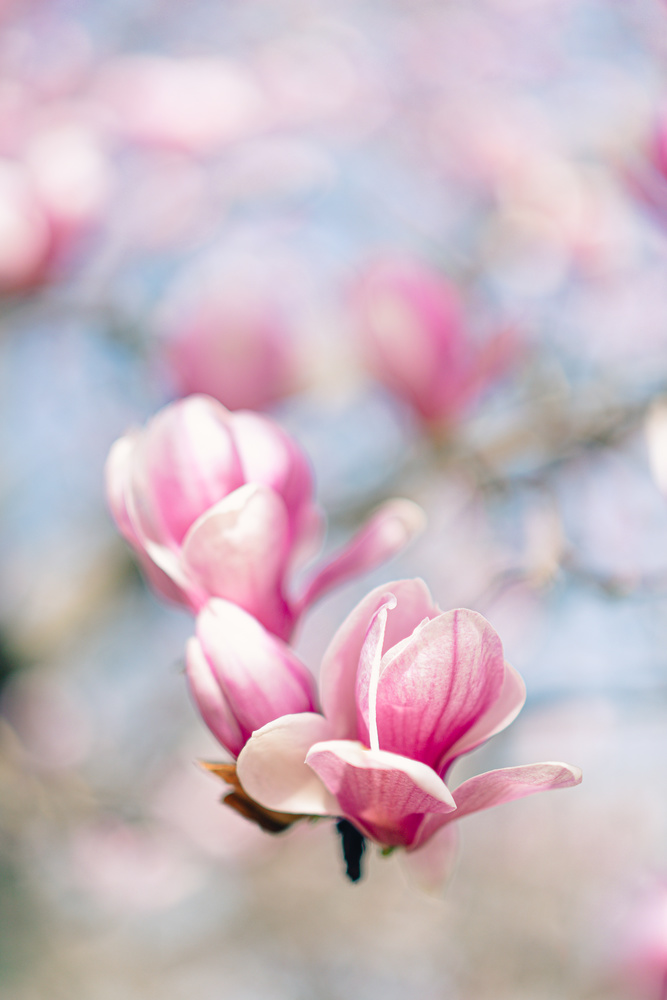 View Magnolia Bloom by Elvis Martinez