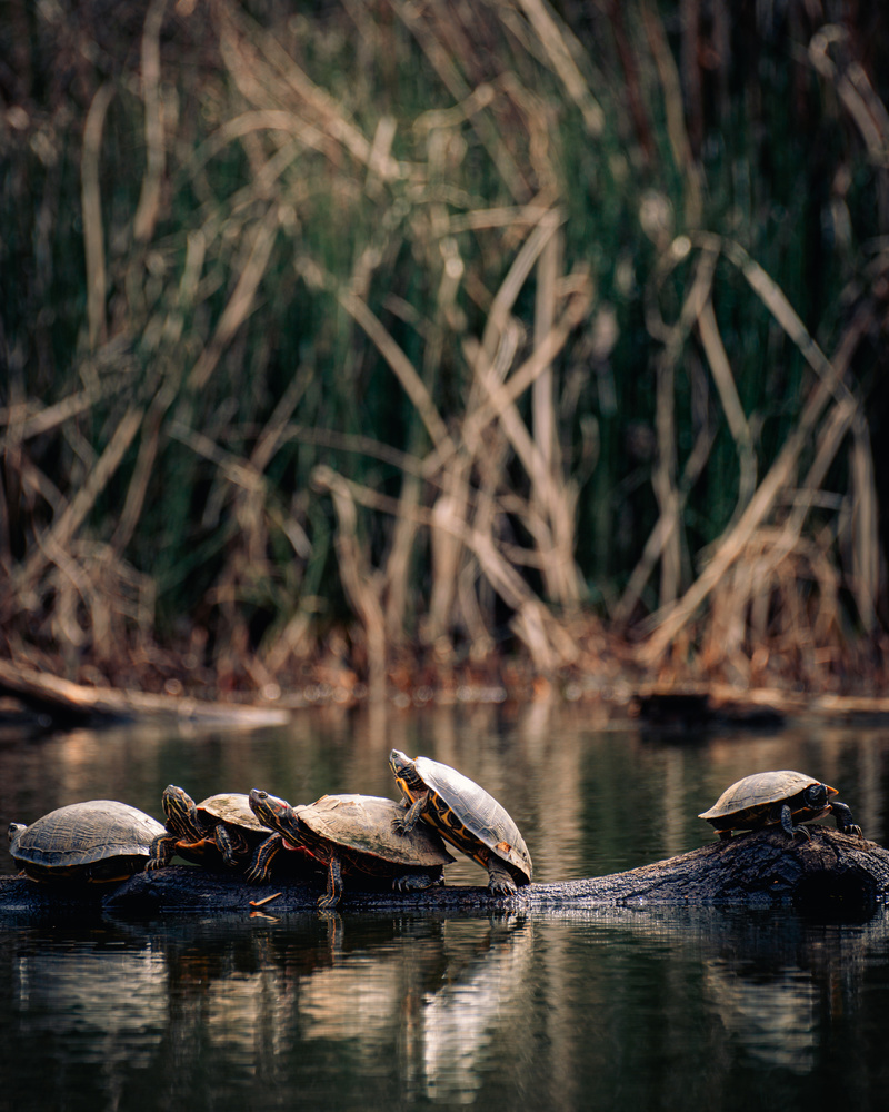 View Turtles in the pond by Elvis Martinez