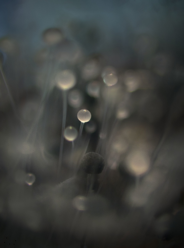 View Untitled 1 by Michelle McFarlane