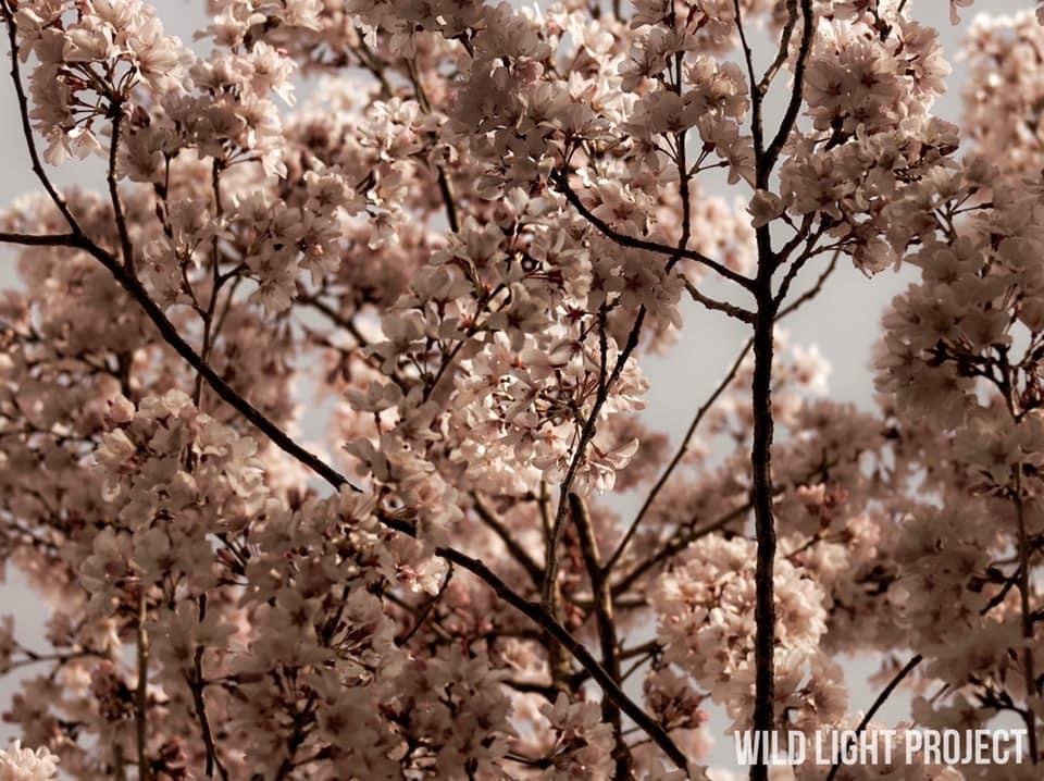 View Pandemic Pink by Mercedes Spinetti