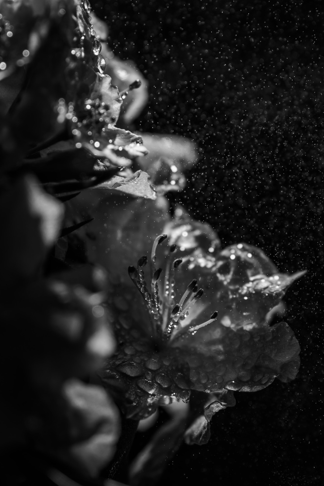 View Untitled 1 by Wray Paynter