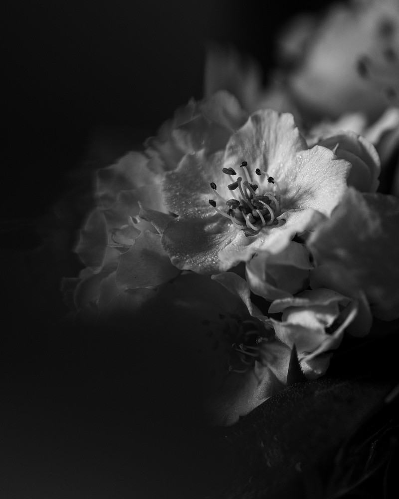 View Untitled 2 by Wray Paynter