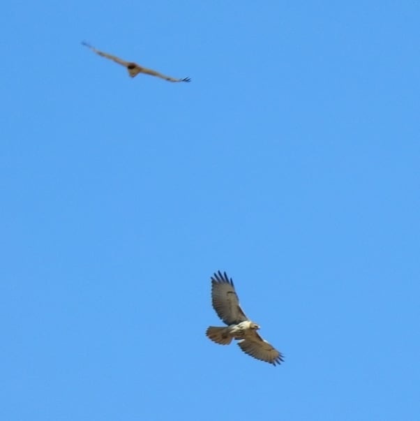 View Red Tail Tandem by Tony Ripley