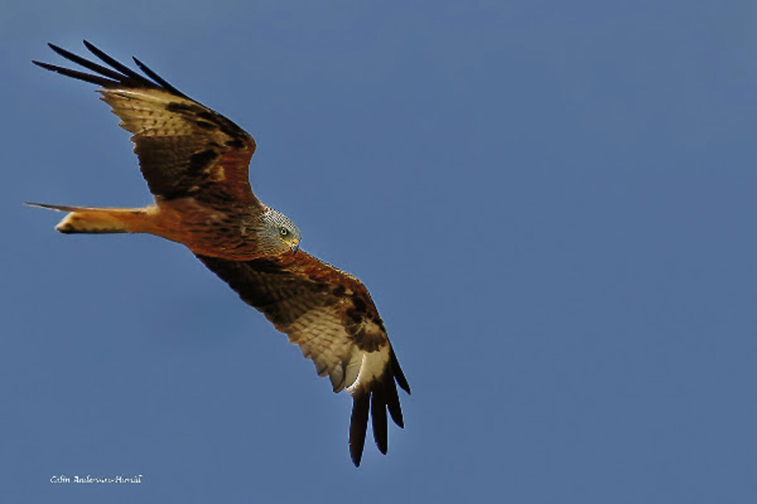 Red kite in flight against clear blue sky, wings spread wide with distinctive forked tail