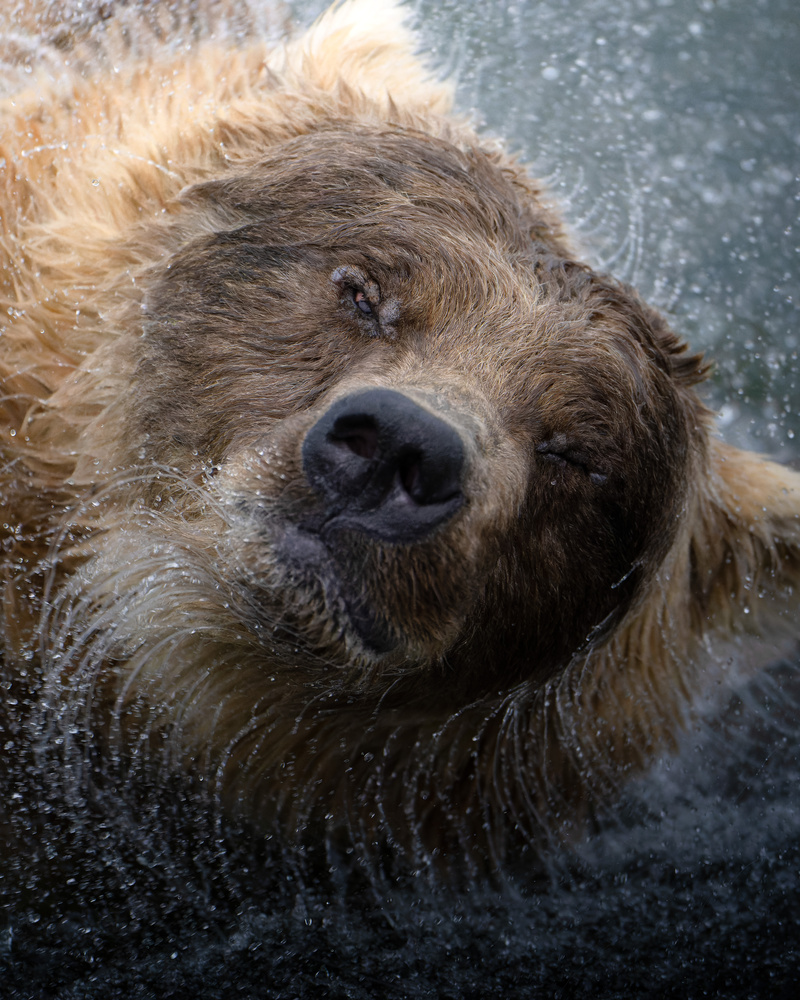 A Bear Shakes Her Head Karthik Subramaniam On Fstoppers a-bear-shakes-her-head-karthik-subramaniam-on-fstoppers