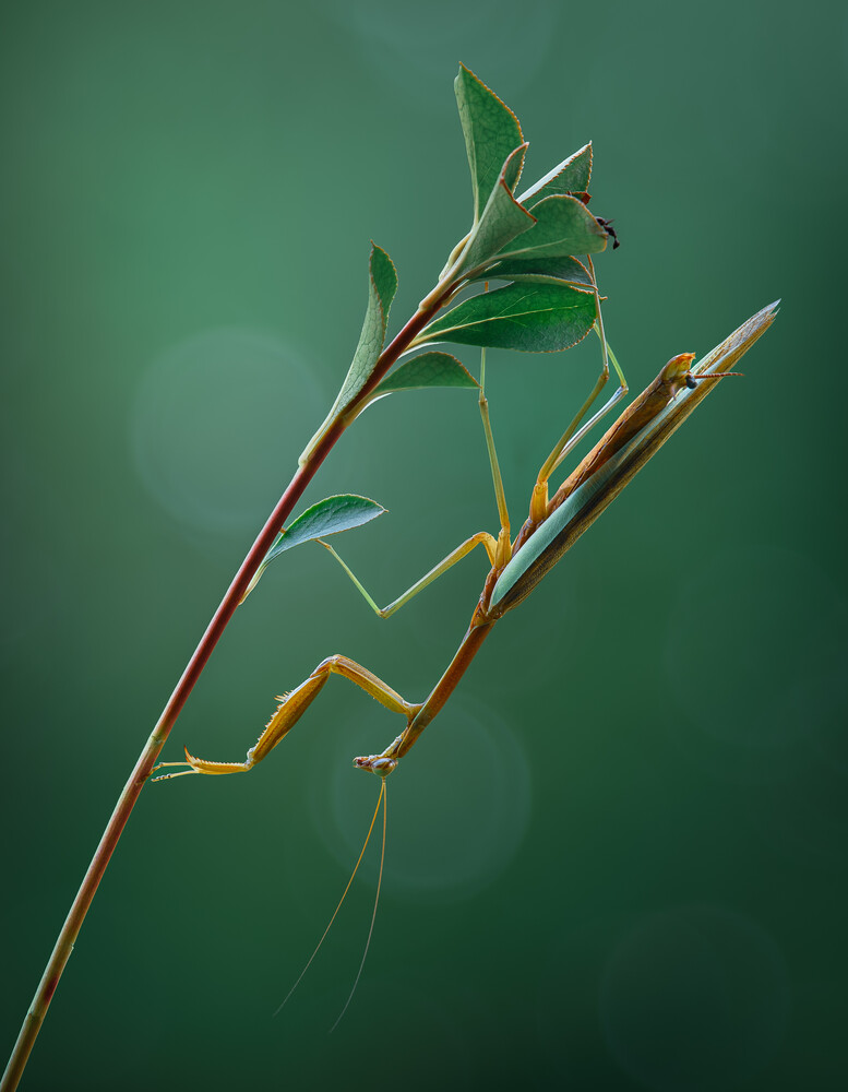 Stick insect camouflaged on thin green branches against a soft green background
