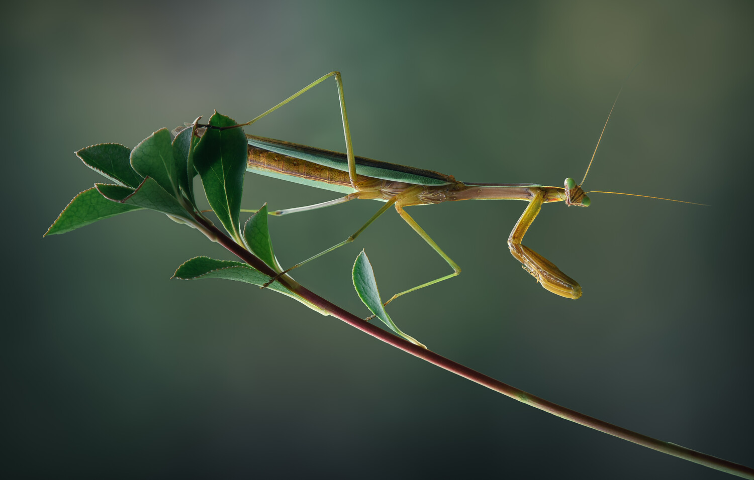 Praying mantis perched on a plant stem with unfurled wings against a soft green background