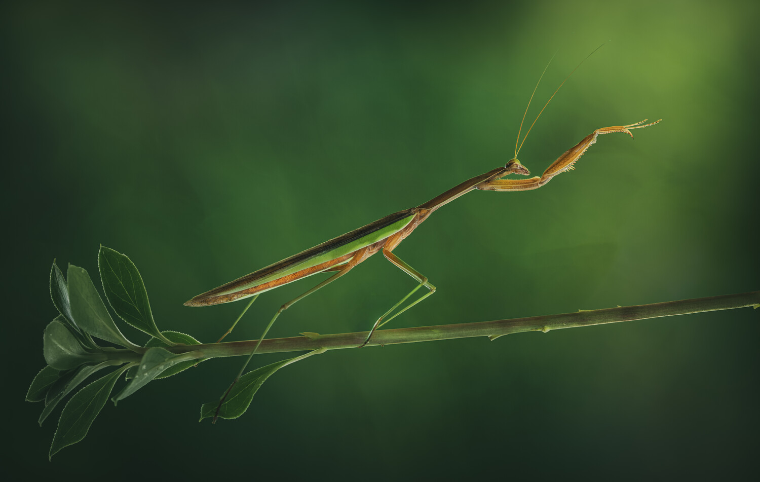 Praying mantis perched on a thin branch with blurred green foliage background