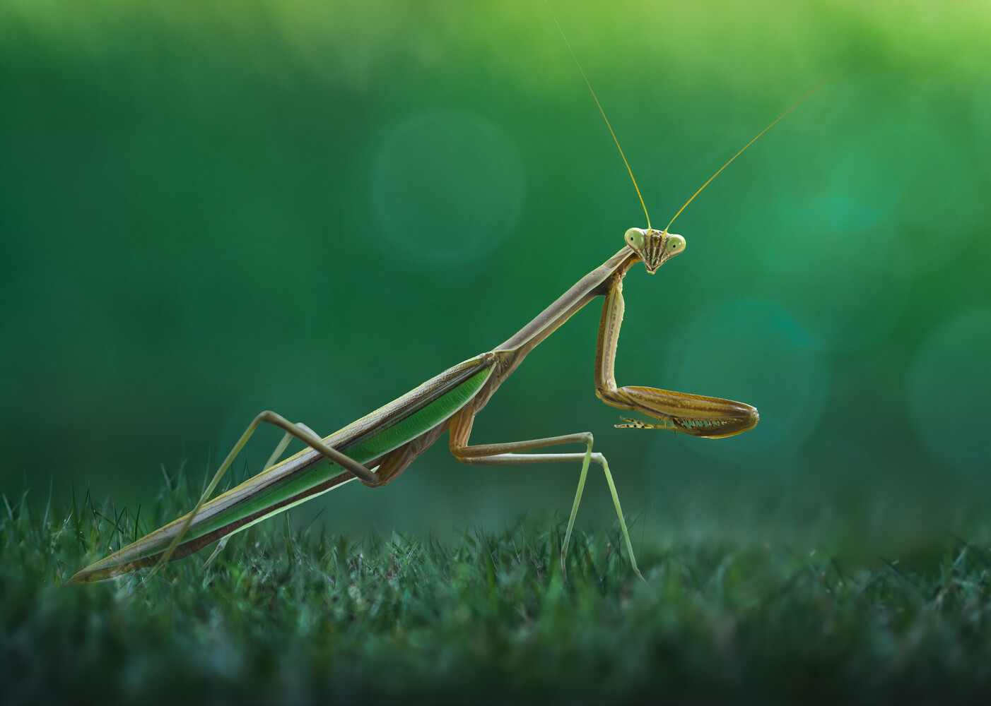 Praying mantis in hunting posture on moss-covered ground with green bokeh background