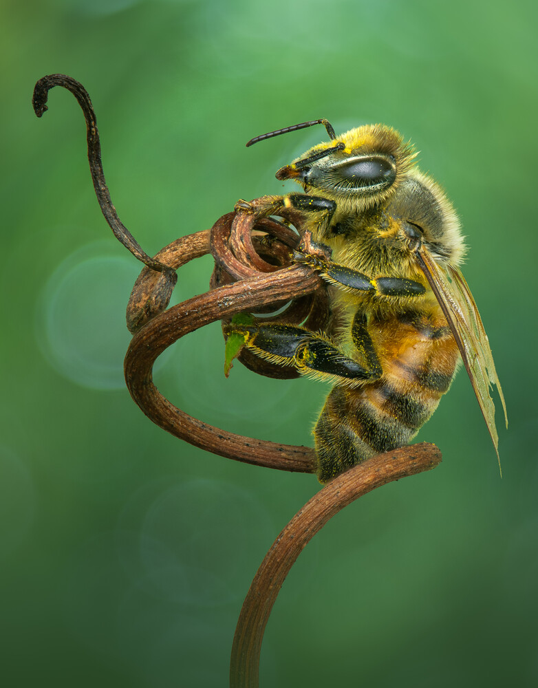 Bee with yellow and black striped abdomen gripping a curved plant stem against green background