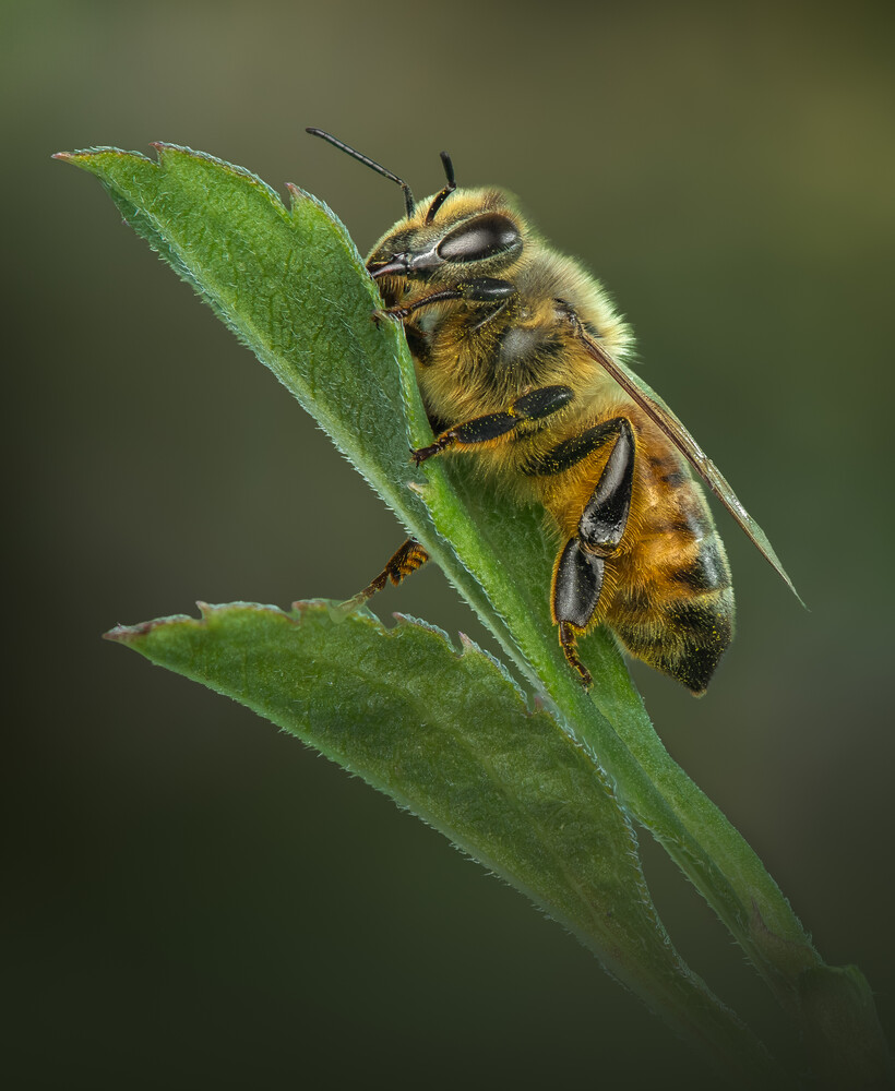 Honey bee with pollen baskets perched on green leaf against blurred background