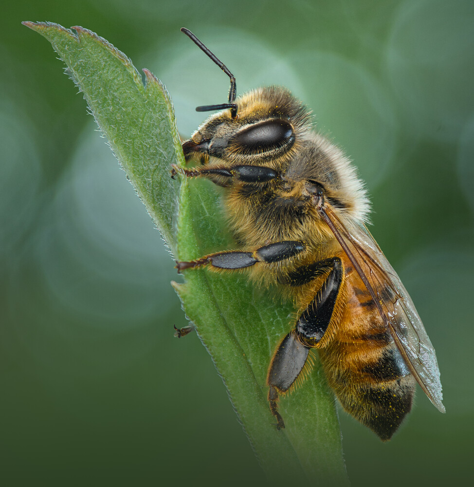 Honey bee perched on a green leaf, displaying detailed wing and body structure