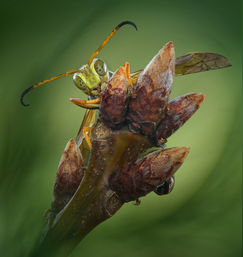 Wasp perched on burgundy flower buds against soft green background