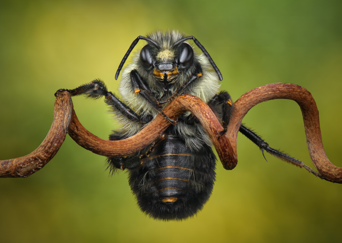 Macro close-up of a fuzzy bee with an orange-banded black abdomen hanging upside down from a curved brown twig against green.