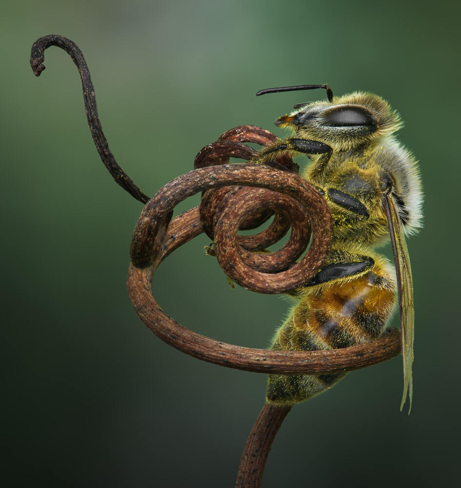 Honeybee perched on a curled rust-brown stem against a soft green background, shown in close-up macro detail.