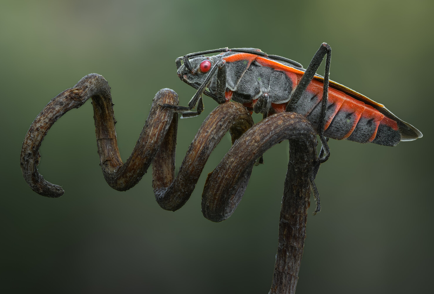 Macro shot of a gray insect with a red eye and orange-striped abdomen perched on a twisted brown stem