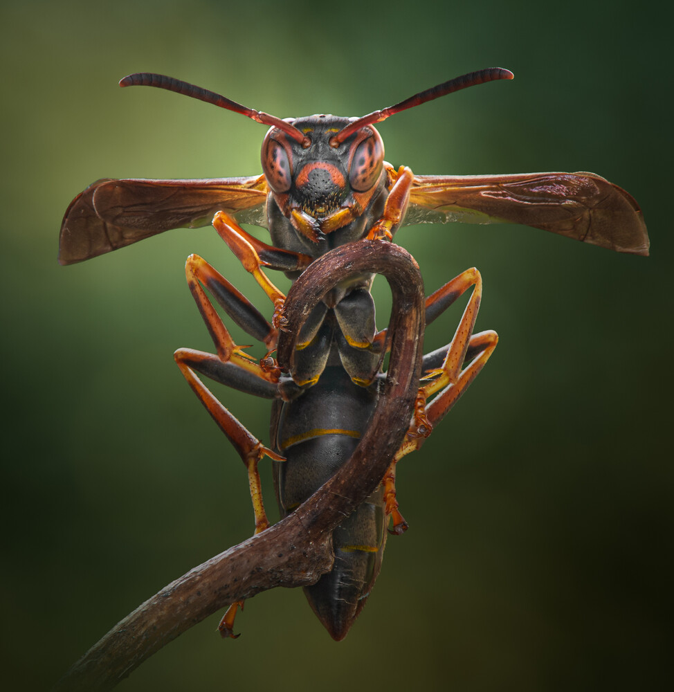 Macro shot of a wasp with orange-red legs and antennae gripping a curved twig against a soft, blurred green background.