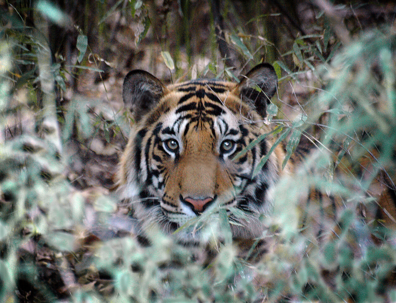 View Tiger by Pat Burns