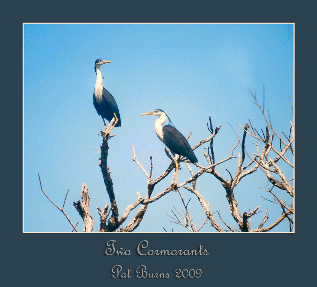 Two cormorants perched on bare branches against a clear blue sky