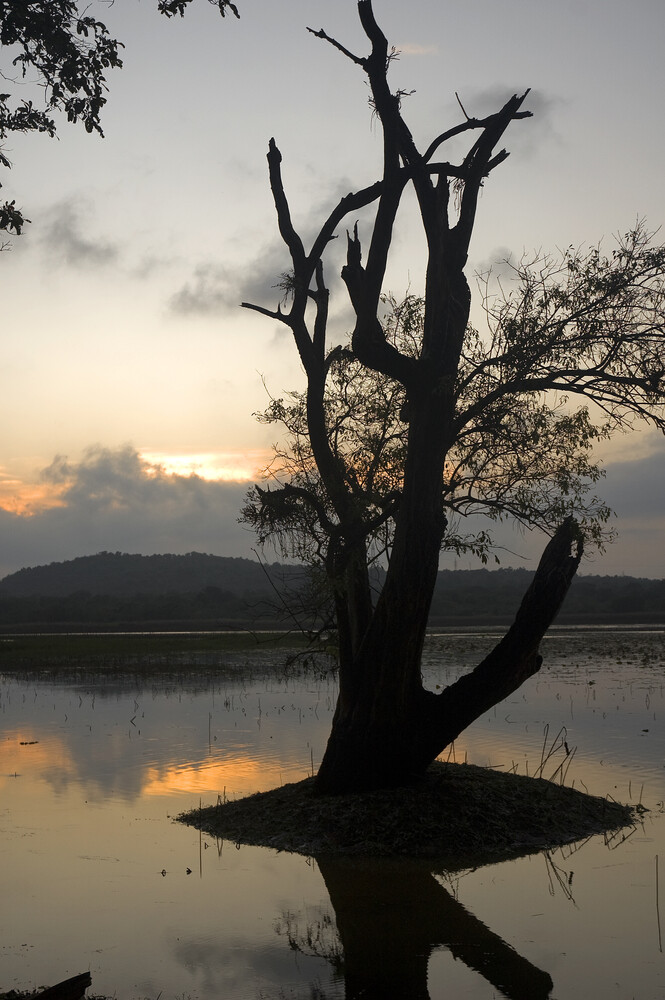 Silhouetted dead tree reflected in still water at sunset with mountains in background