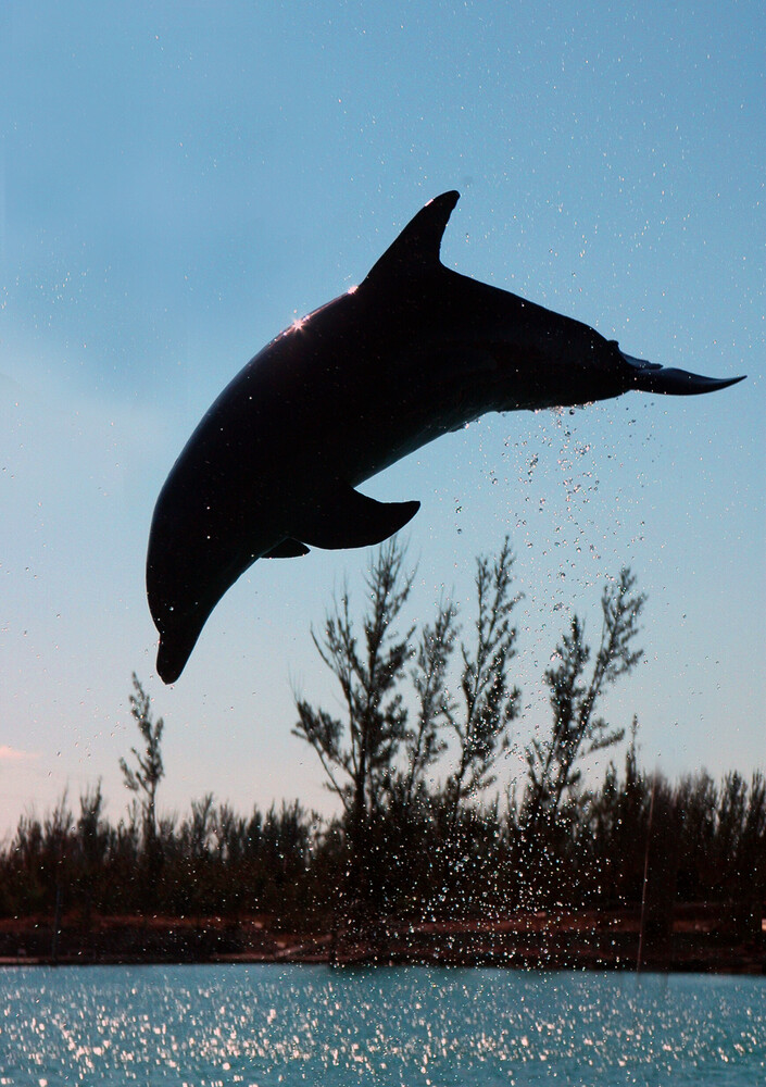 Dolphin leaping vertically from water against blue sky with marsh vegetation in background