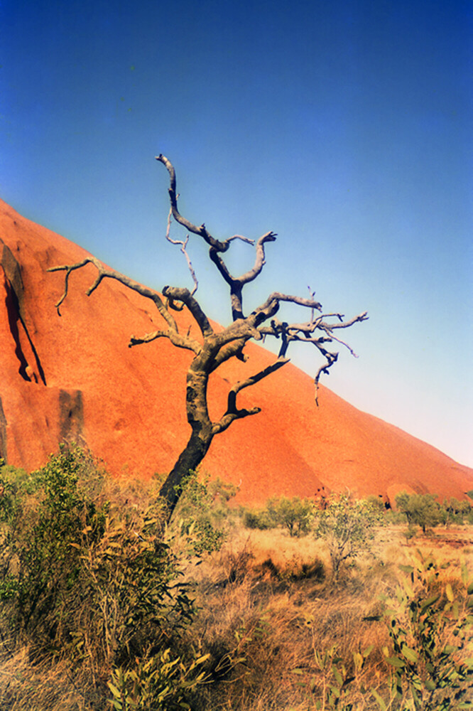 Gnarled bare tree against massive rust-red desert rock formation under clear blue sky