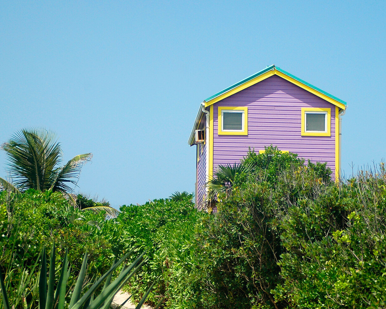 Purple wooden cabin with yellow trim and teal roof edge rising above green tropical shrubs, with a palm frond and agave plant in the foreground under a clear blue sky.