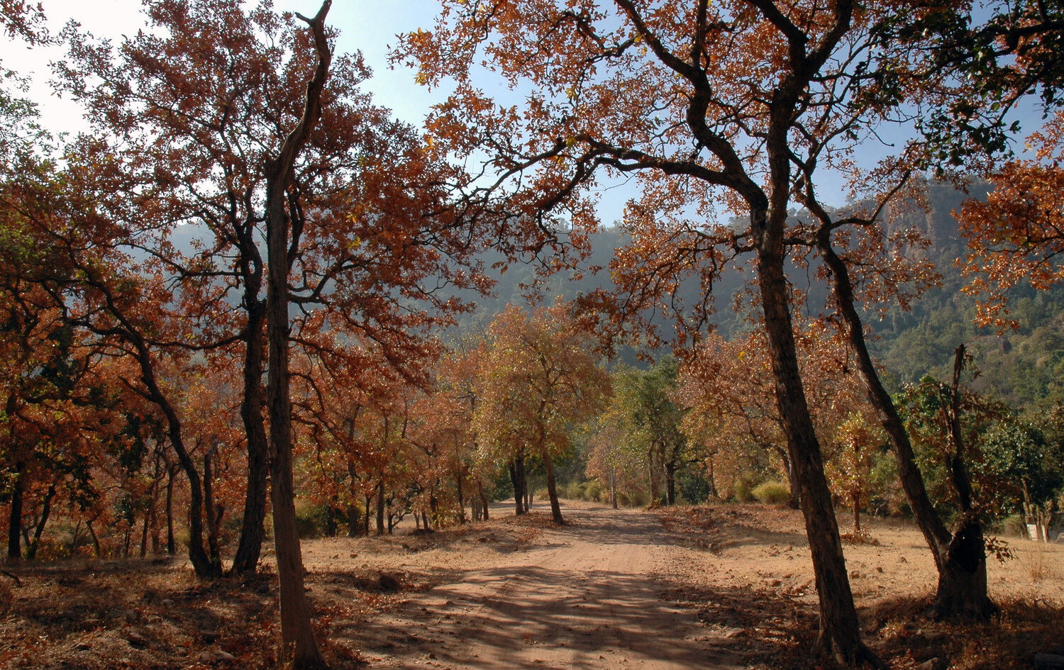 Dirt path winding through a dry deciduous forest with rust-orange autumn foliage and tall trunks under a pale blue sky