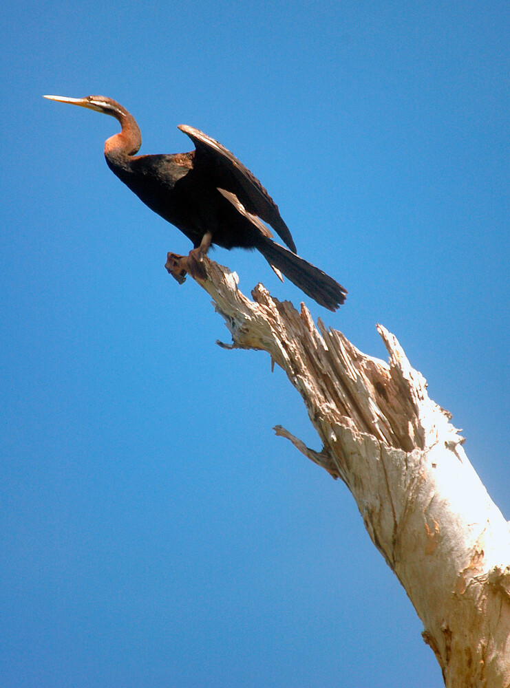 Dark darter bird with an orange-red neck and long pale bill perched on a bleached dead branch against a clear blue sky