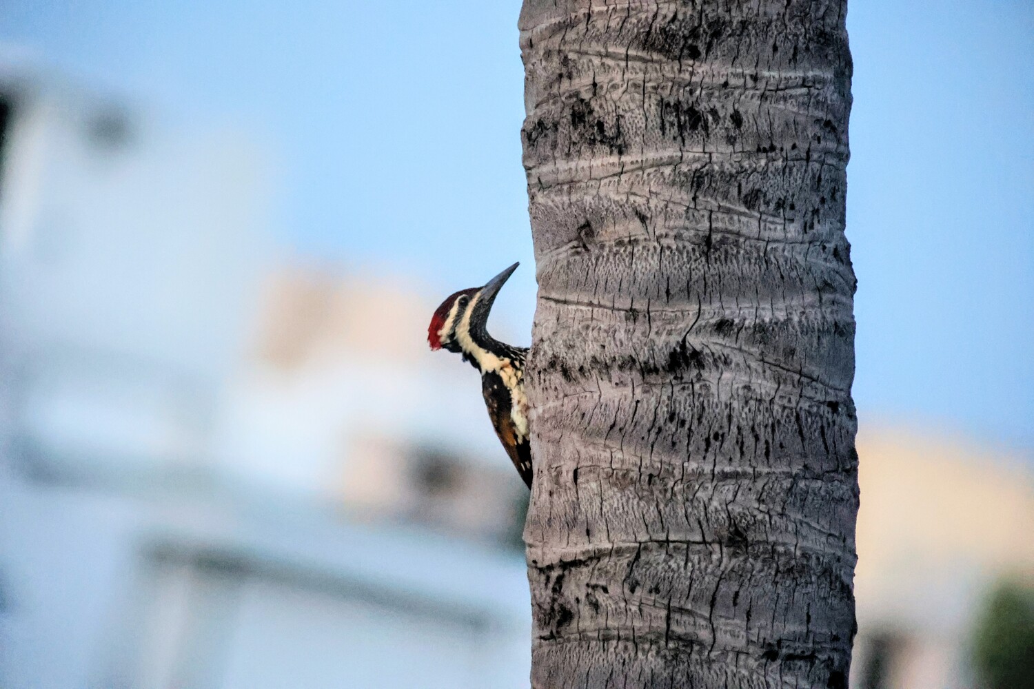 Black and white woodpecker with yellow markings on palm tree trunk