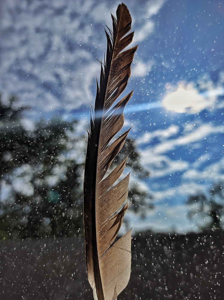 View Feather by Harsh Kumar