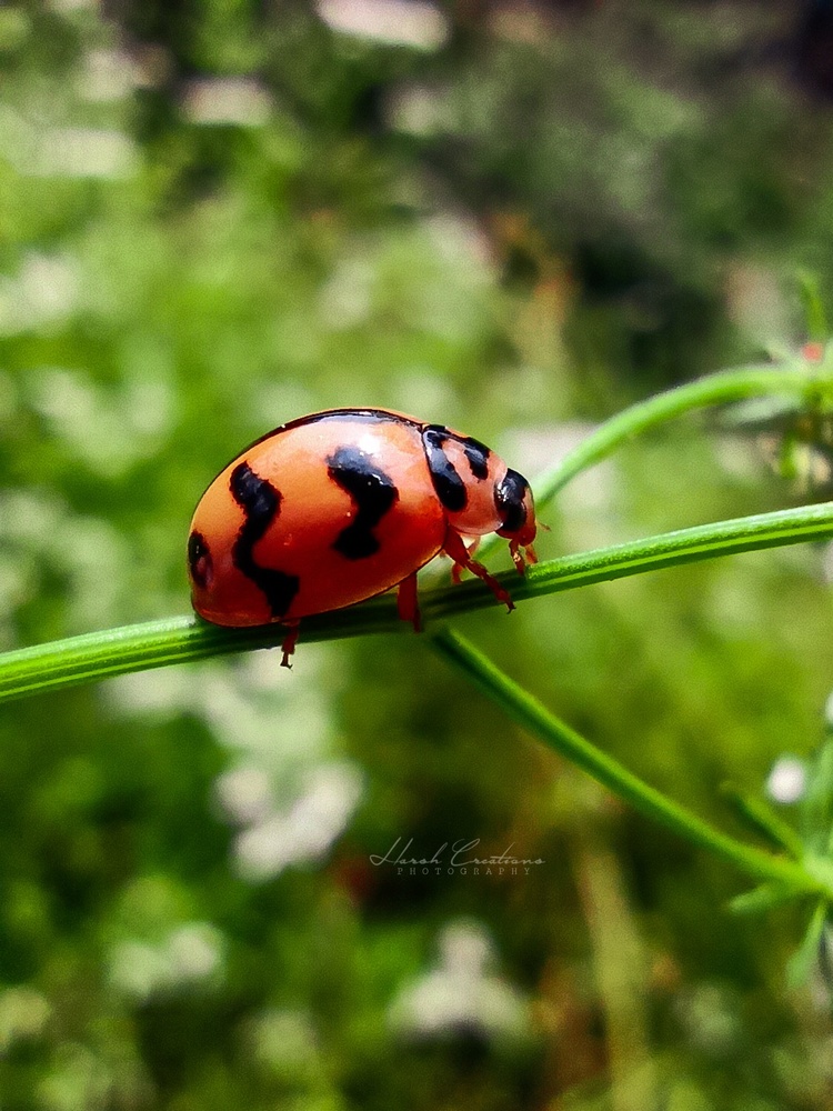 View Bug life by Harsh Kumar