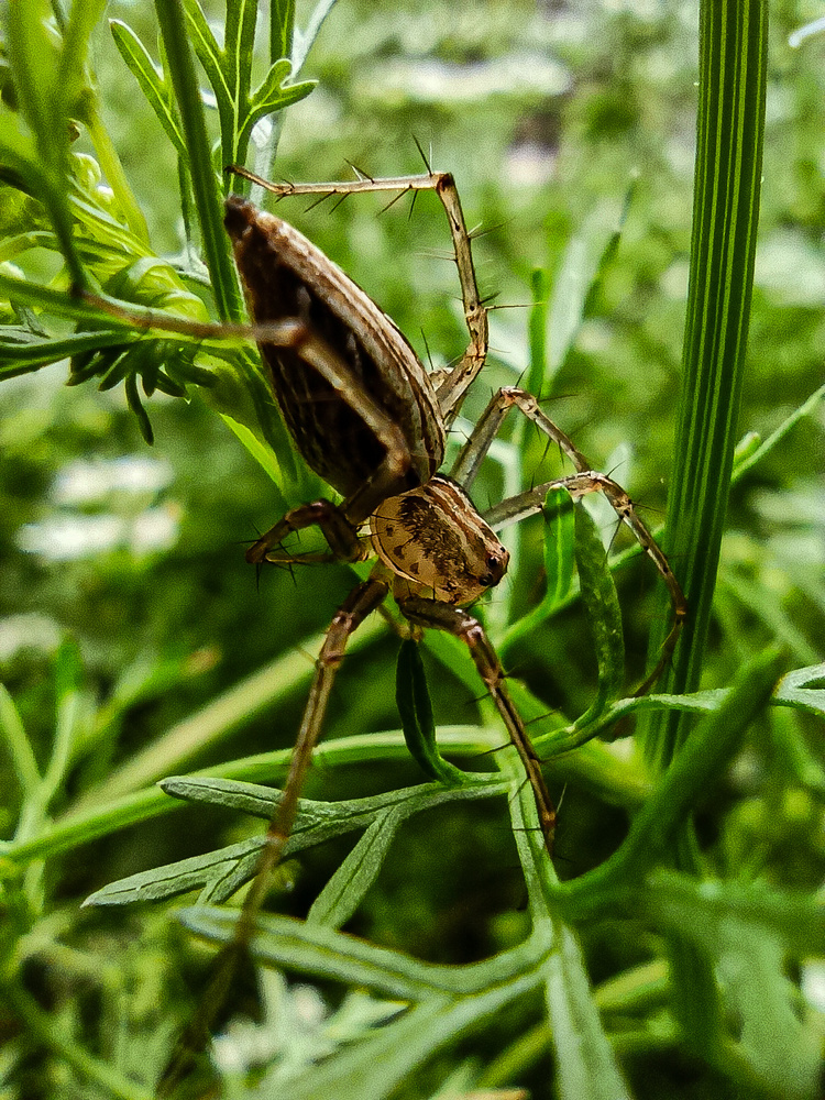 View Lynx spider by Harsh Kumar