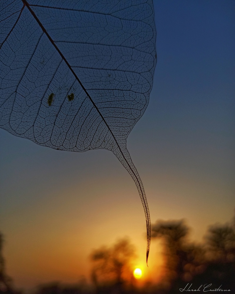 View Untitled 1 by Harsh Kumar