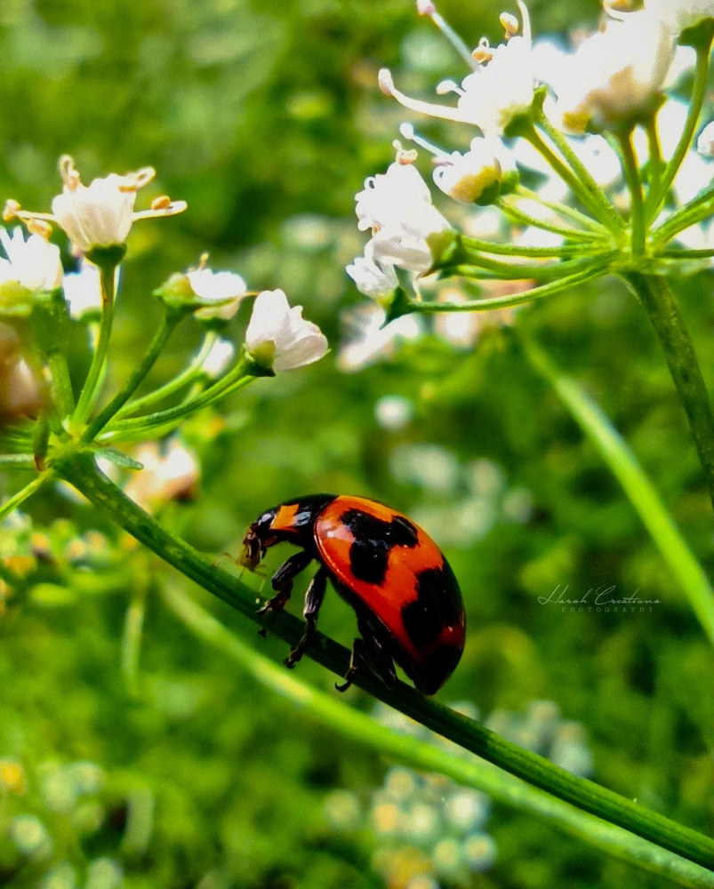 View Bug life 2 by Harsh Kumar