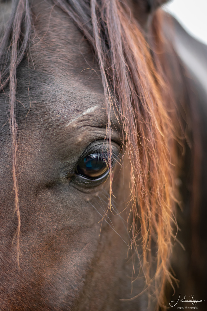View Intense Gaze of an Arab by Joshua Napper