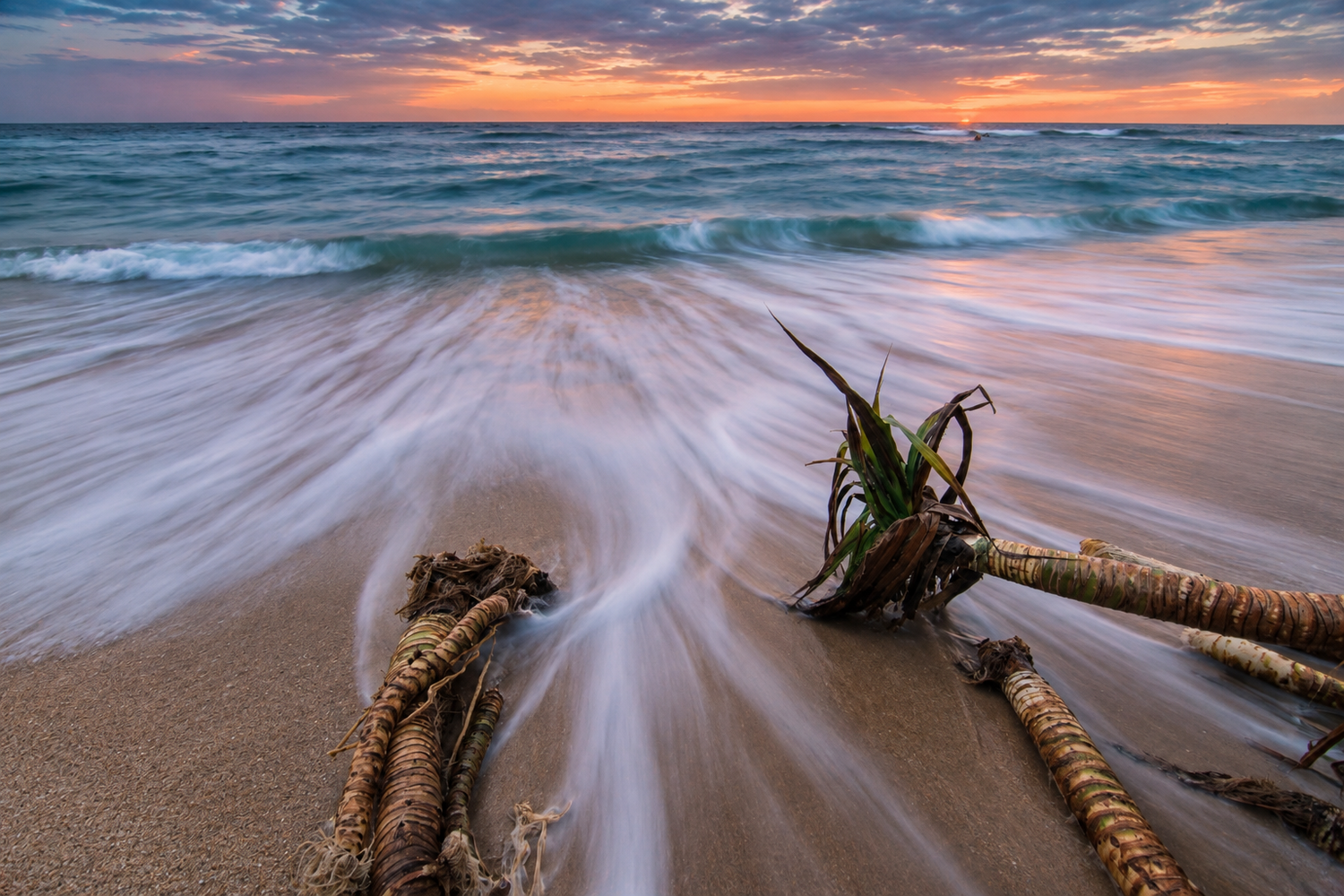 Driftwood with green vegetation in foreground surf at sunset with long exposure motion blur