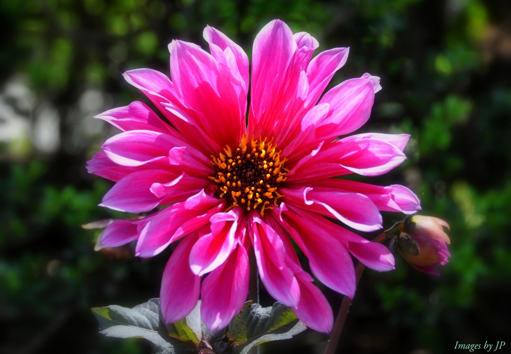 View Pink by Jimmy Dumanauw