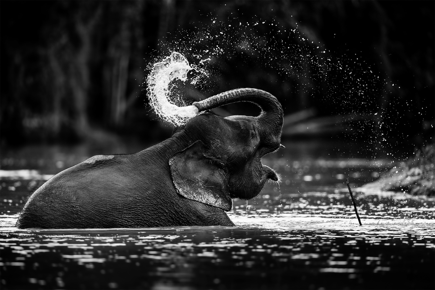 The Ceremonial ablution... Borneo Pygmy Elephant chinmay.ninja ­ on