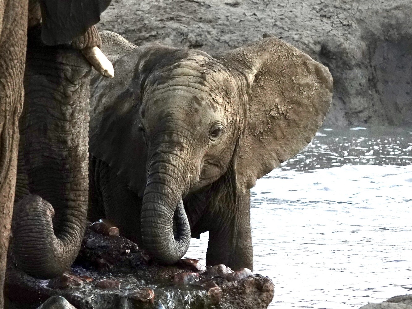 Young elephant standing on rocky ground near water's edge with natural rock formations